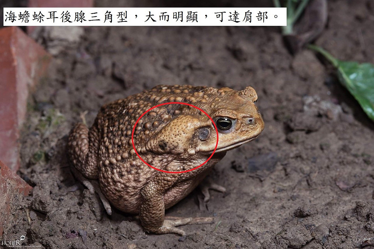 世界百大入侵種海蟾蜍。 圖: 林務局/提供