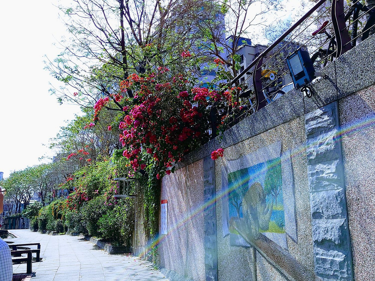 中港大排風景宜人。 圖：新北市水利局提供