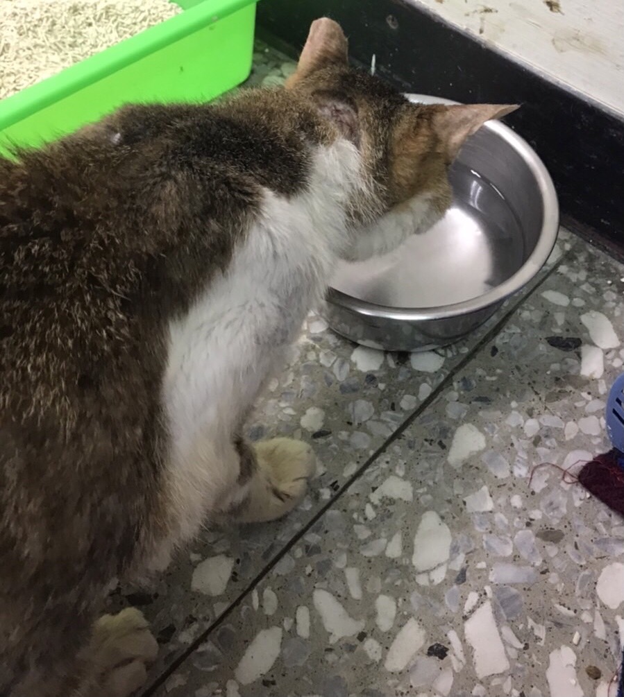 當家中的寵物出現頻頻喝水狀況時飼主要注意糖尿病風險。 圖：新北市動保處提供