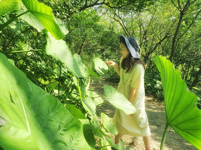 鹿角溪濕地綠色隧道旁有很多自然生長的植栽，可以讓人轉換緊張的心情。 圖：新北市水利局提供