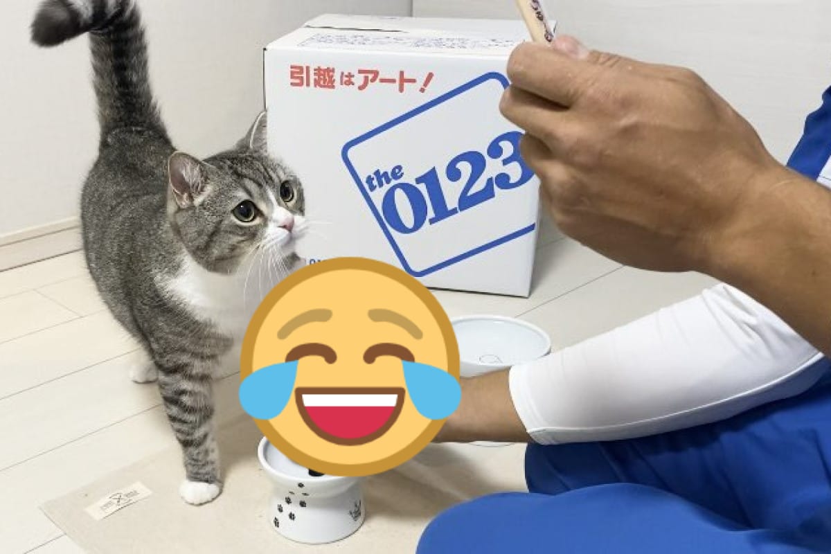 日本一隻網紅貓看見搬家工人手拿零食，竟然做出讓大家噴笑的反應。 圖：翻攝自twitter帳號catmotimaru