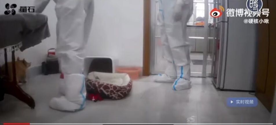 中國江西省上饒市傅小姐家中的柯基犬（左下角）遭到防疫人員持棒追打，最後慘遭虐殺。 圖：翻攝自中國微博