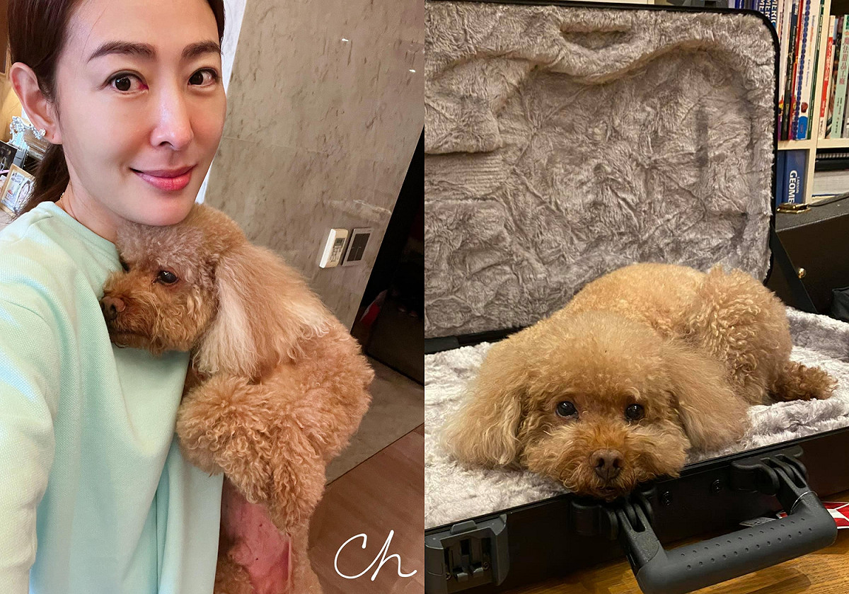 賈永婕愛犬「Q比」上月底遭一隻未牽繩的短腿狗咬傷四個洞，讓賈永婕非常心疼。 圖：翻攝自賈永婕臉書