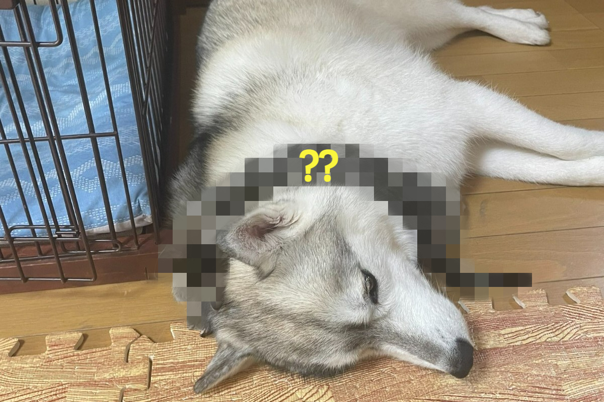 日本一隻哈士奇日前脖子上突然出現一條「虎斑圍巾」！ 圖：翻攝自twitter帳號b09a2032c