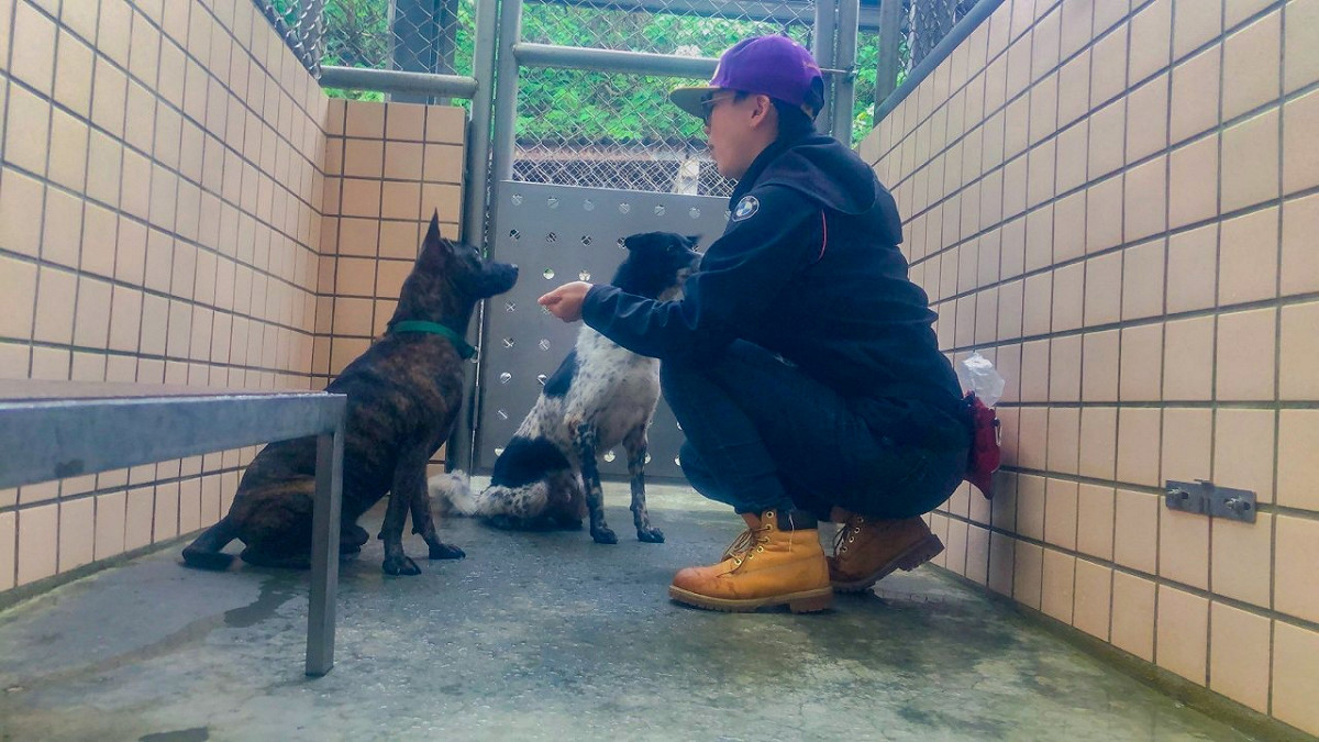 經過紀筱涵訓練後，點點和斑斑已能聽從口令坐下等待。 圖：新北市動保處提供