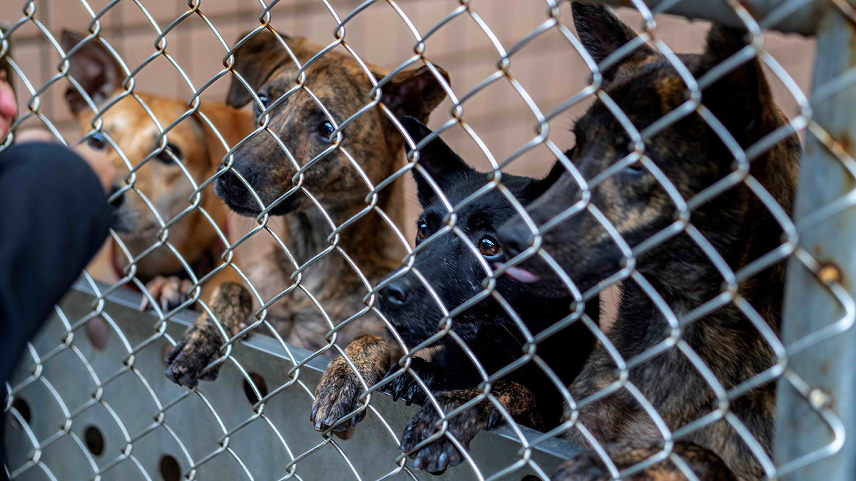 期待與訓犬師互動的毛寶貝。 圖：新北市動保處提供