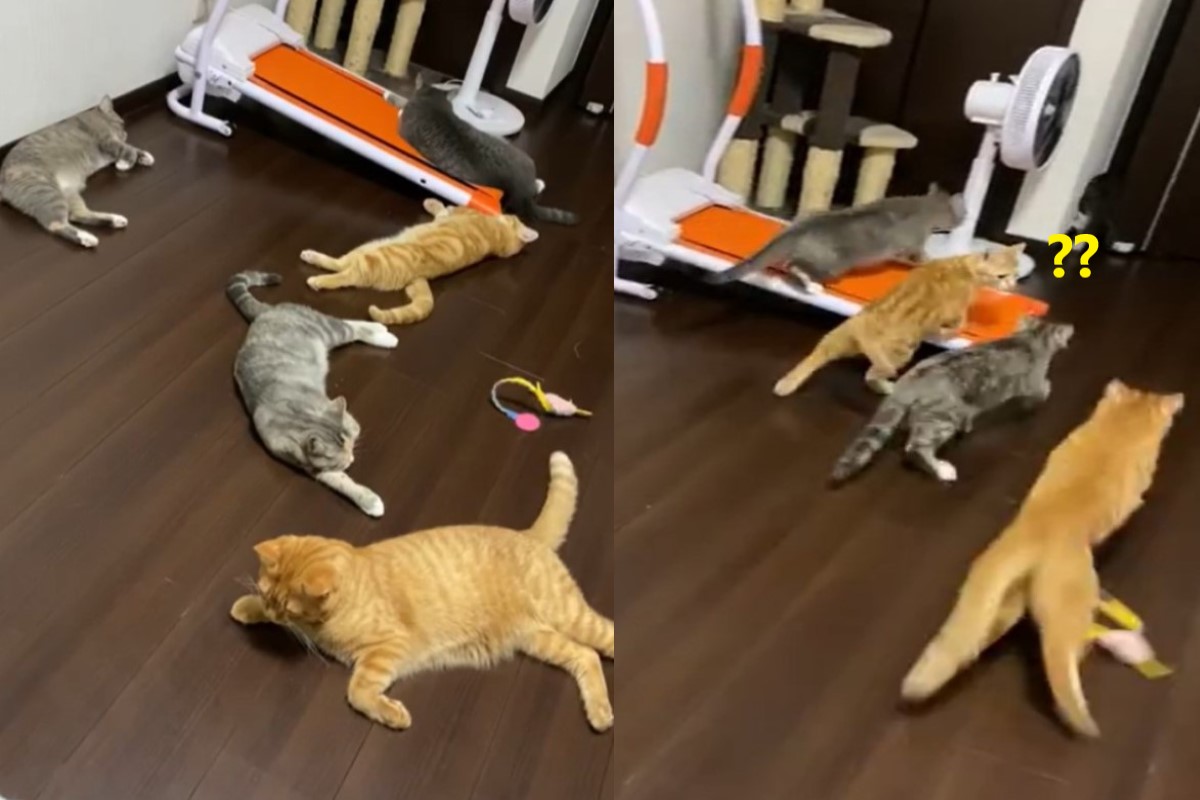 日本一名飼主打噴嚏，嚇得貓咪們全往門口狂奔！ 圖：翻攝自TikTok帳號ayappease