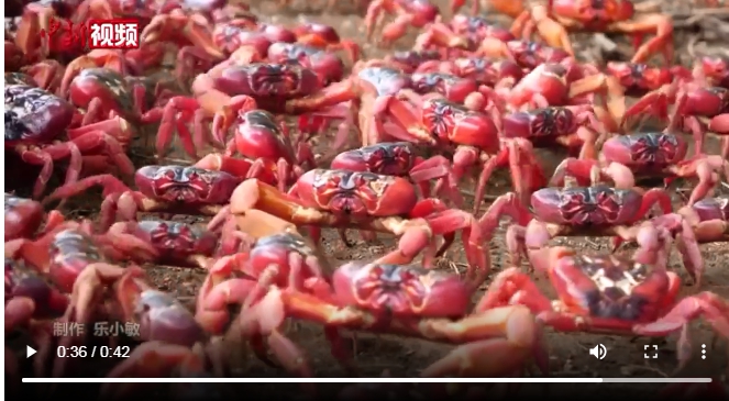 澳洲「聖誕島」( Christmas Island ) 超過 5000 萬隻紅蟹從島上居住的叢林地洞成群移動到海岸繁衍後代。 圖 : 翻攝自中新網