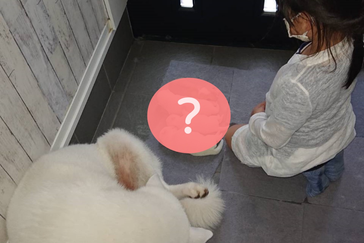 媽媽捕捉到女兒跪秋田奶犬的照片，笑嘆是奇怪儀式，竟把小狗擺成一排。 圖：翻攝自Twitter：kodomo4dog5