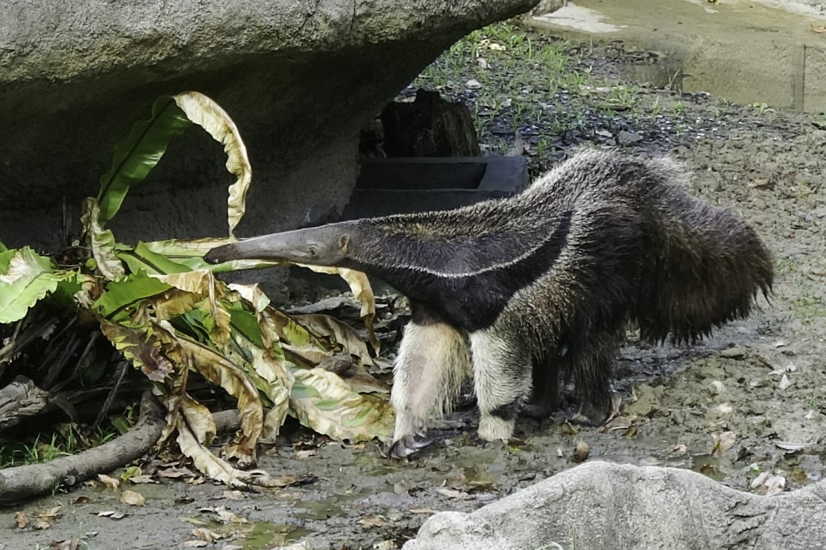 台北市立動物園的大食蟻獸不見了？其實是因為太冷躲起來，愛睏實錄大公開。 圖：台北市立動物園／提供