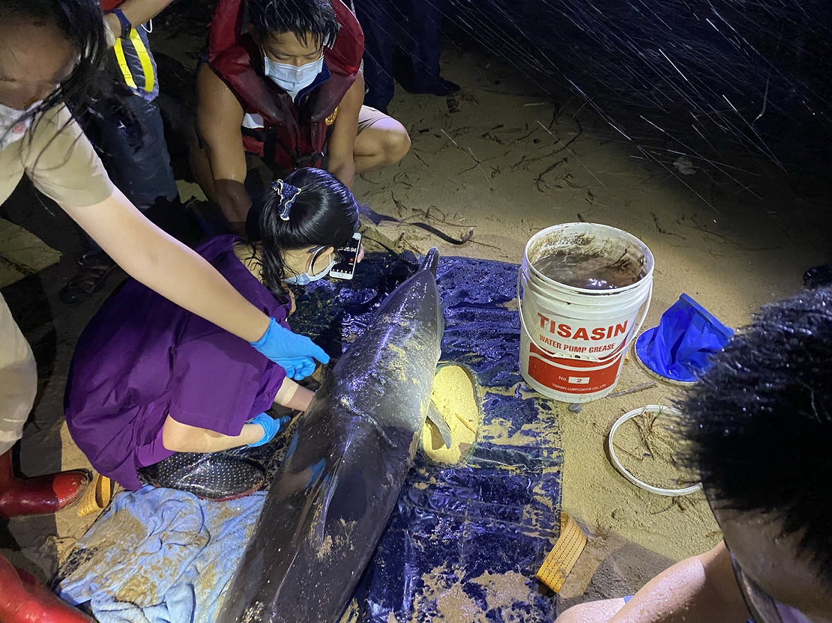 新北動保處及各團體通力合作搶救擱淺鯨豚。 圖：新北市動保處提供