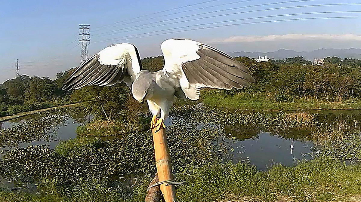 生態攝影機在鹿角溪濕地拍攝到的黑翅鳶。 圖：新北市水利局提供
