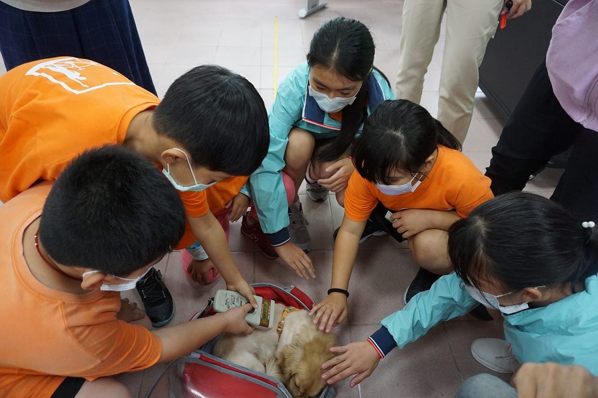 小學生練習在助手長毛臘腸犬身上掃描晶片號碼。 圖：新北市動保處提供