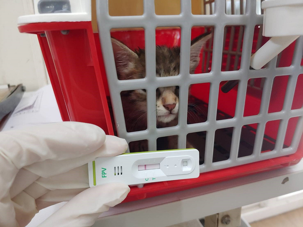 動保處收容動物被認養後，帶回醫療。 圖：新北市動保處提供