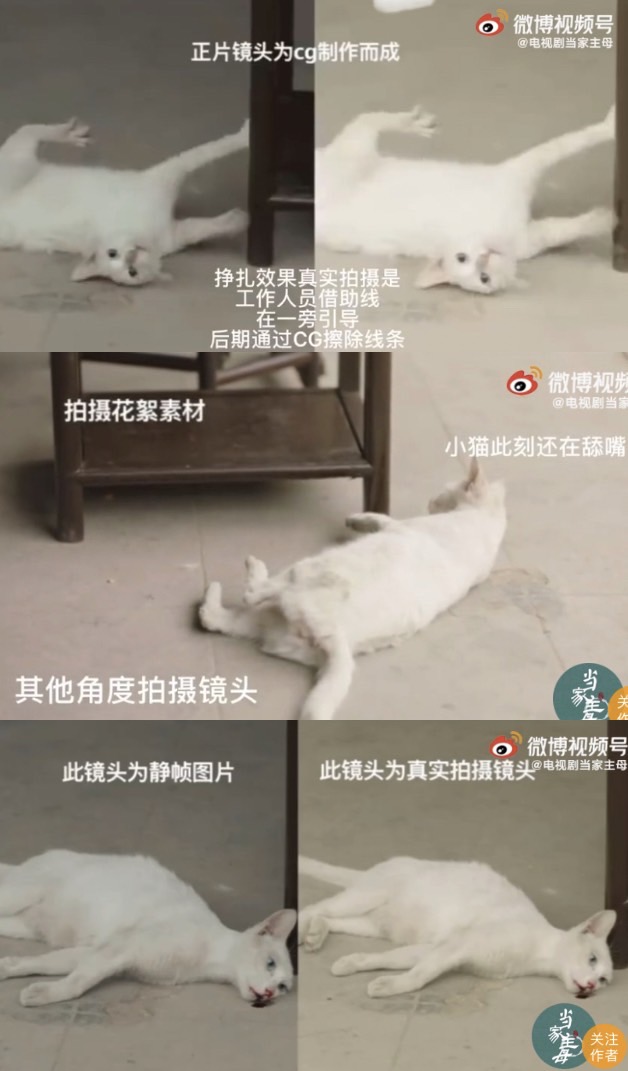 中國劇《當家主母》被質疑毒死演員貓。 圖：翻攝自微博