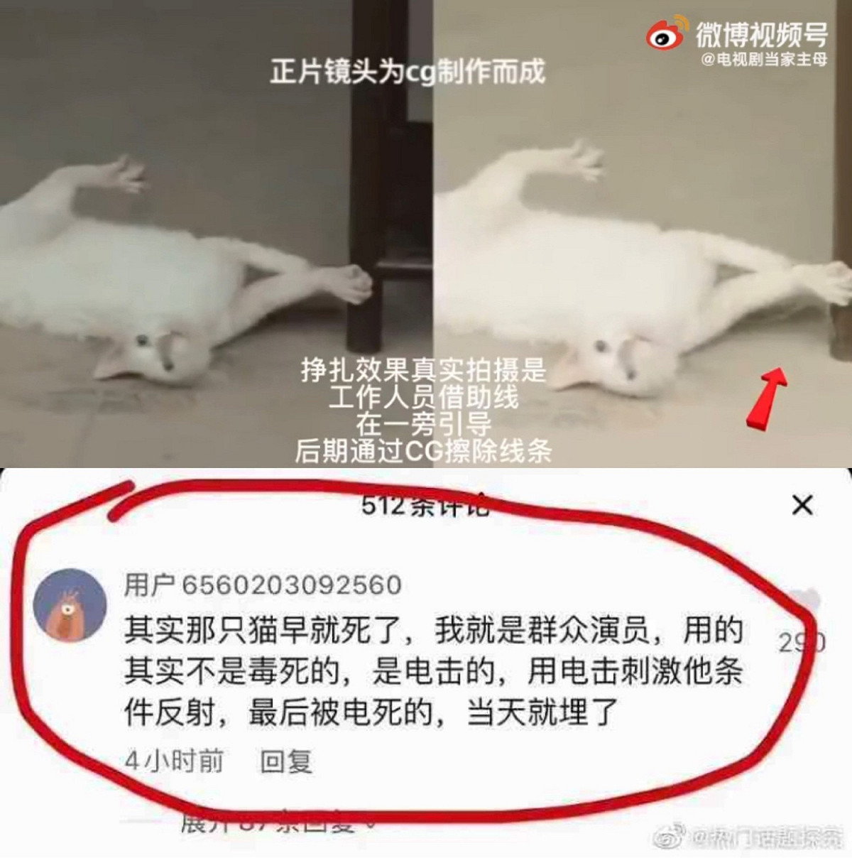 網上有一名《當家主母》的臨演爆料貓咪是被電死。 圖：翻攝自微博