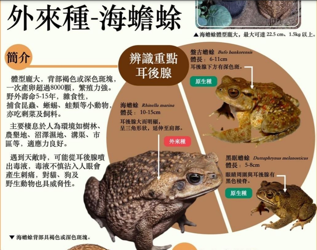 海蟾蜍。 圖 : 翻攝行政院農業委員會林務局