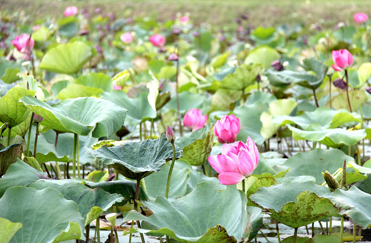 荷花景緻。 圖：新北市水利局提供