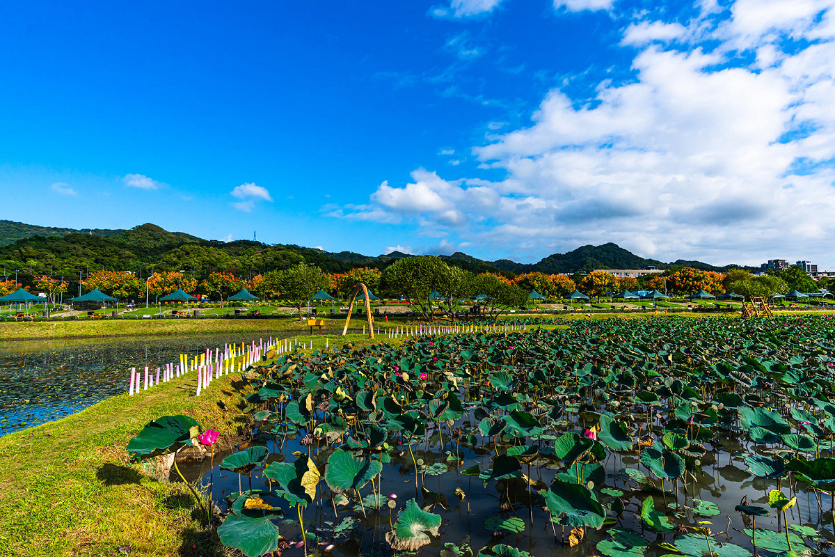 山佳荷花池11月荷花仍然盛開。 圖：新北市水利局提供