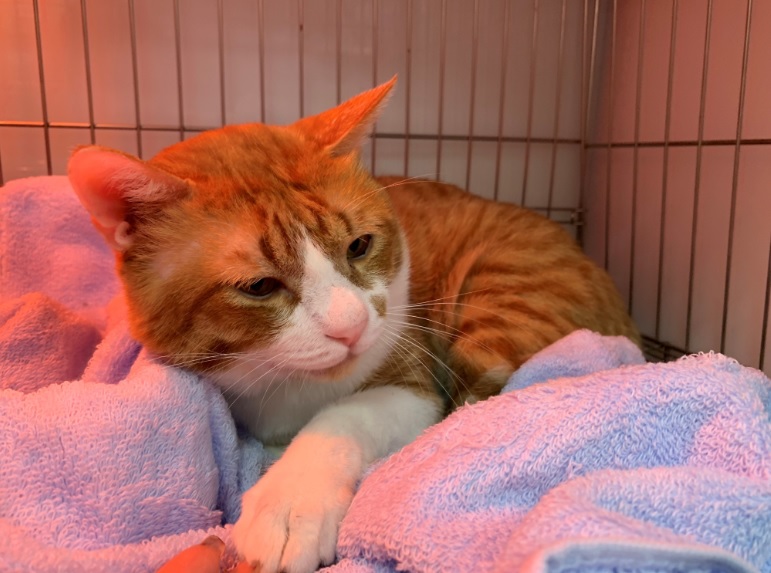 飼養愛滋貓並不會交叉感染人類。 圖：新北市動保處提供