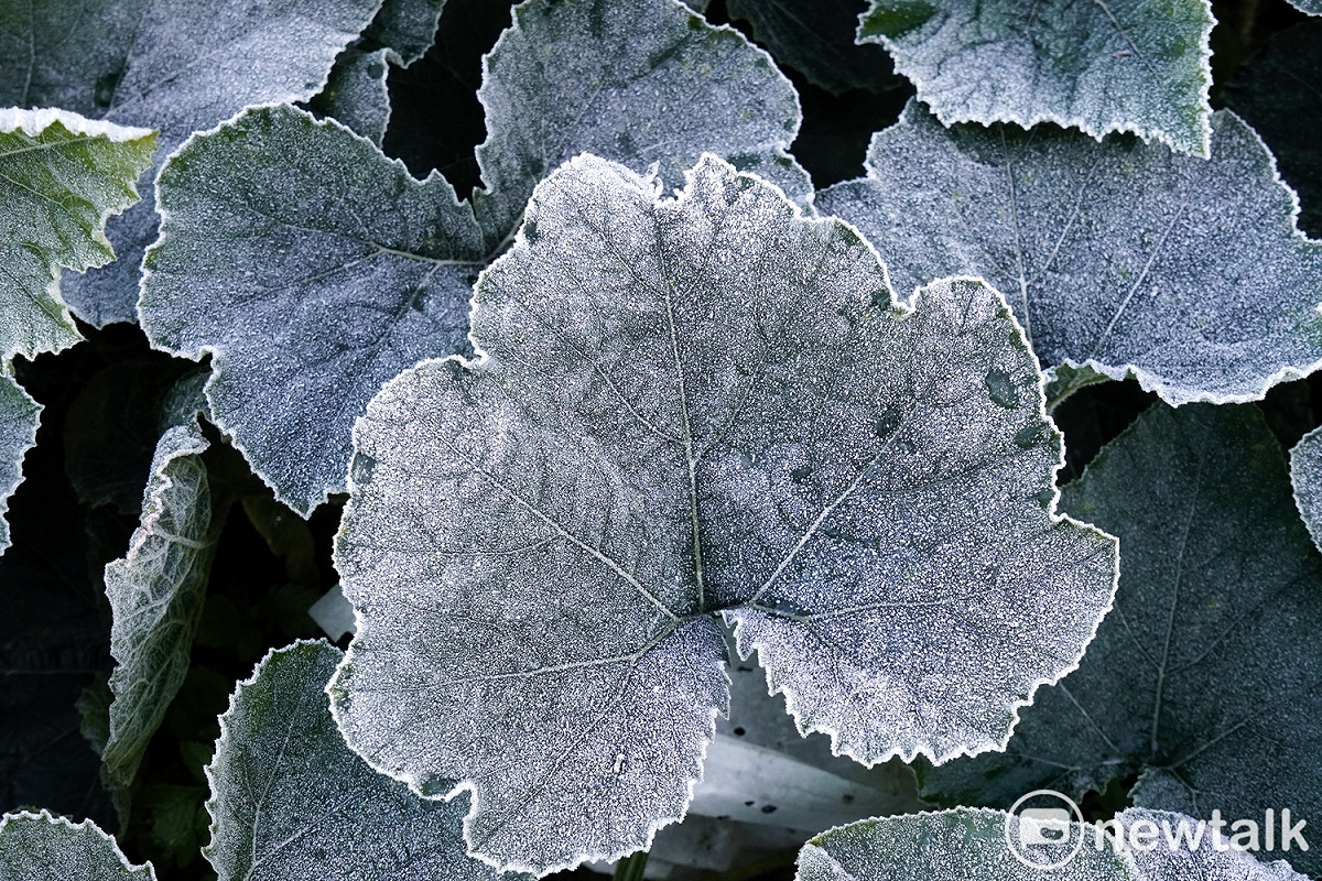 梨山入夜下霜，草木一片銀白。 圖：張良一/攝
