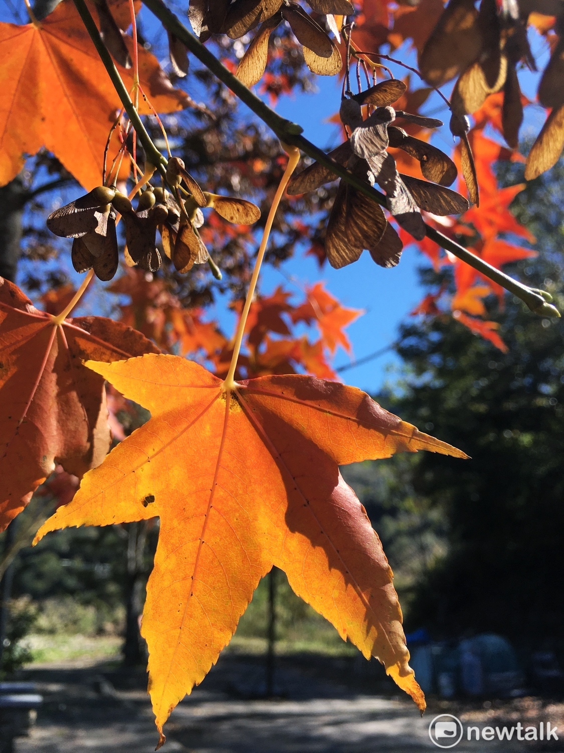 山中的楓葉在寒流來襲下也轉色成紅葉。 圖：張良一/攝