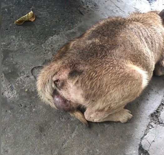 大黃狗老皮的嚴重腹水，明顯可見。 圖：新北市動保處提供