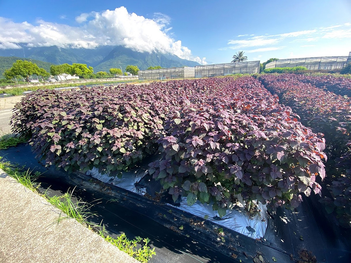 花蓮區農業改良場紫蘇的栽植情形。 圖：花蓮區農業改良場／提供