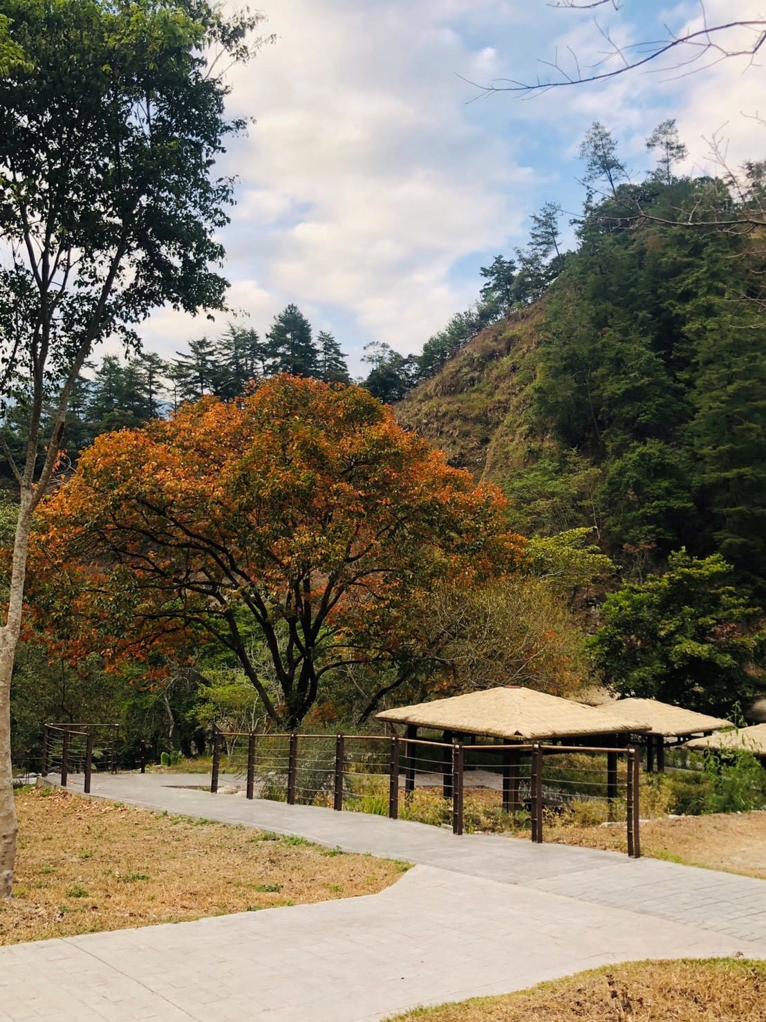 八仙山國家森林遊樂區的變葉植物們正大放異彩。 圖：東勢林區管理所／提供