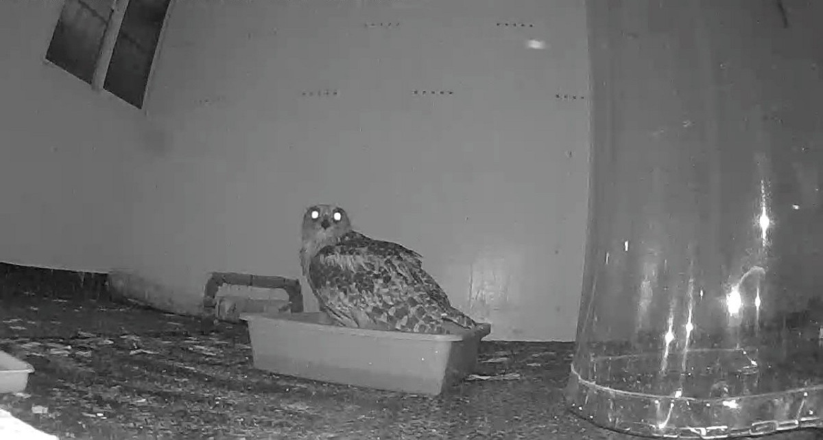 在台灣猛禽研究會療養期間的監視器影像。 圖：新北市動保處提供