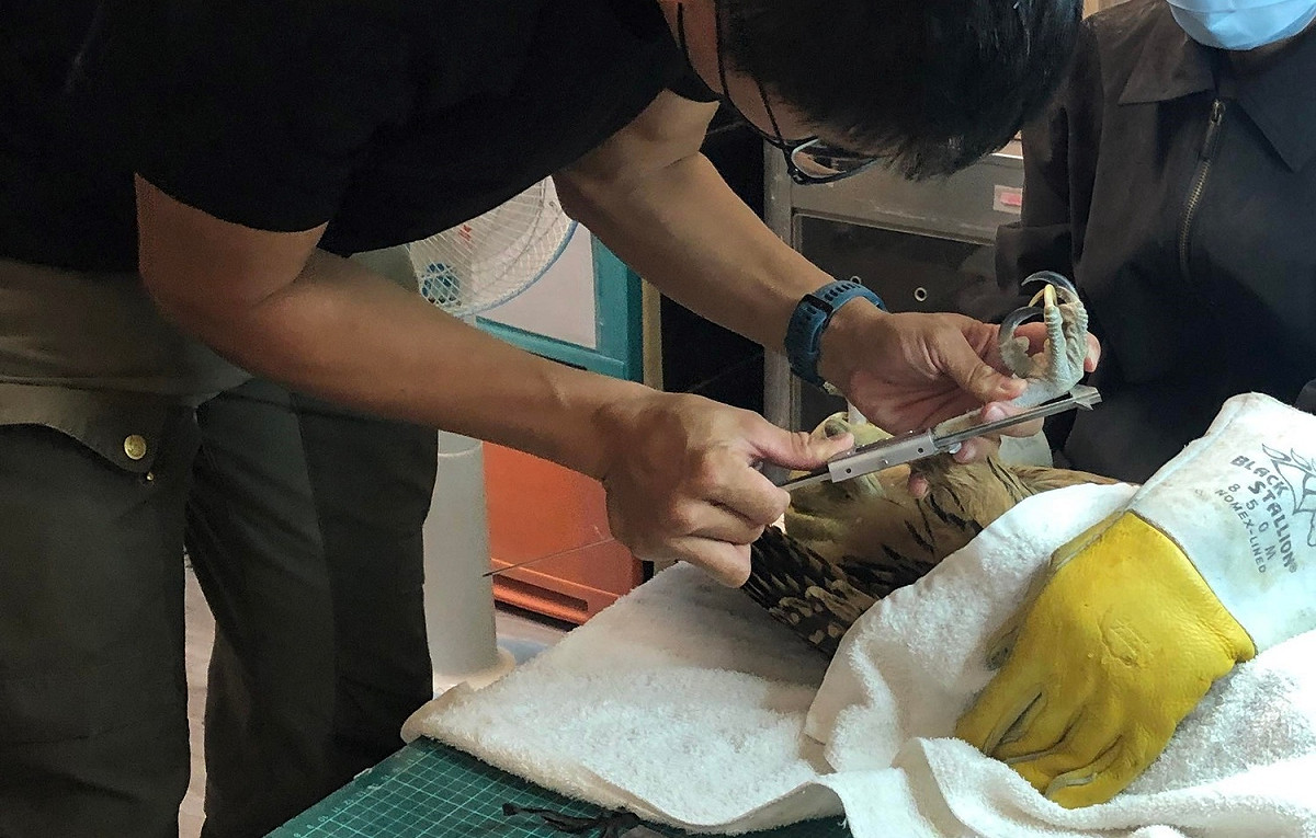 黃魚鴞野放前由猛禽會研究員測量上環。 圖：新北市動保處提供