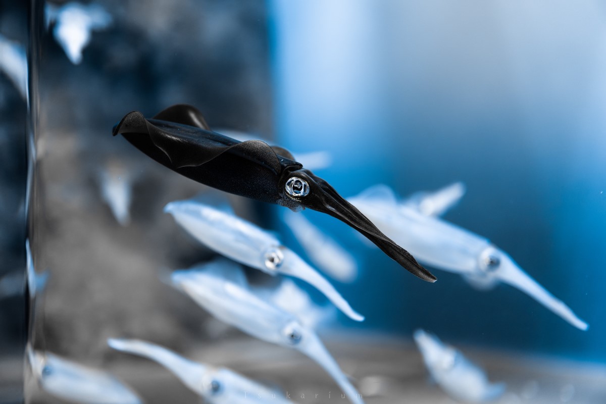 日本一名網友日前逛水族館時，看到一群白色的「萊氏擬烏賊」當中，有一隻是黑色的！ 圖：翻攝自twitter帳號tsukarium