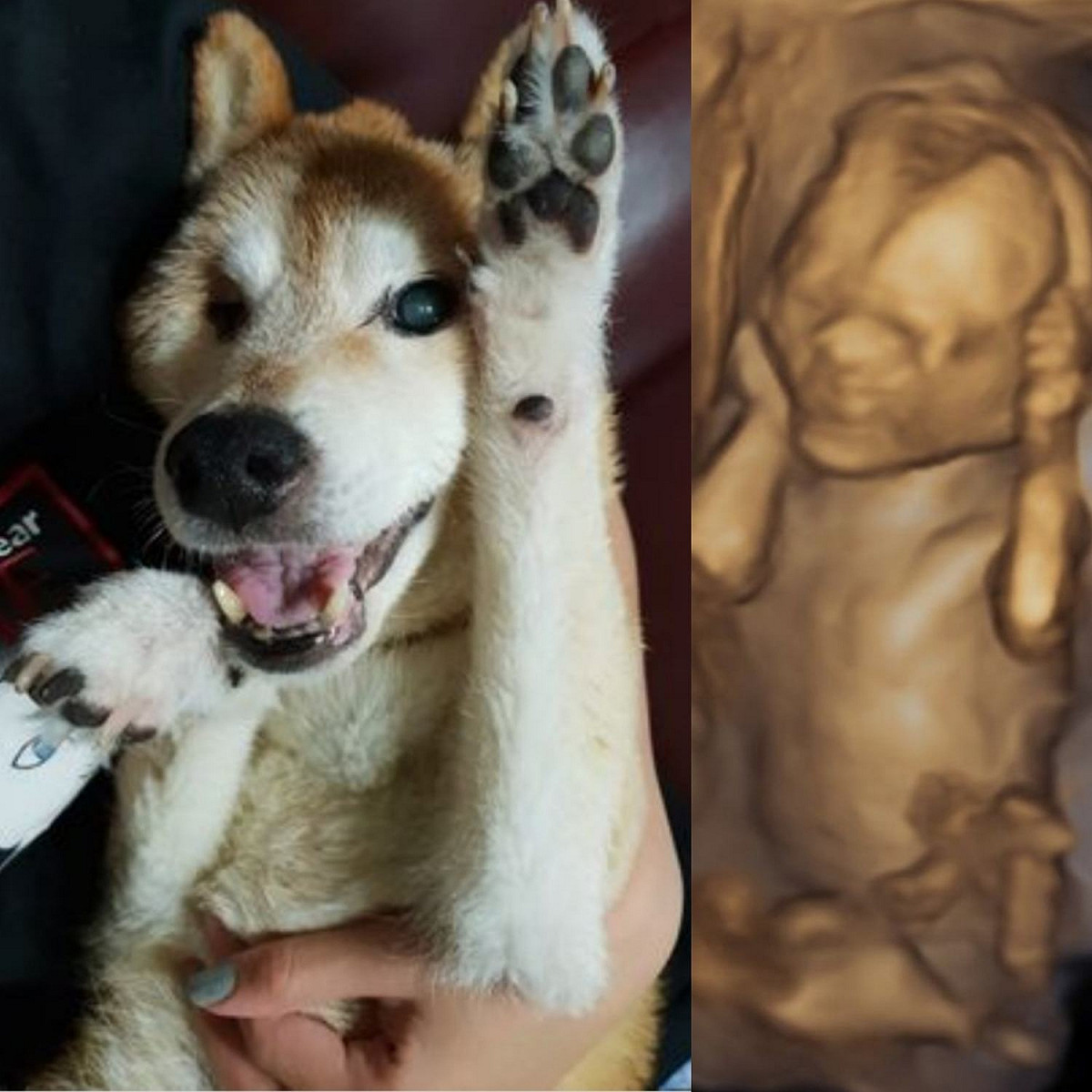 黃子佼今(14)日在臉書曬出已逝愛犬元氣與女兒的超音波對比照，他發現女兒的動作幾乎與元氣一模一樣。 圖：翻攝自黃子佼臉書