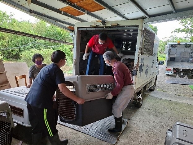 新北市動保處協助劉香蘭狗場的毛寶貝遷移。 圖：新北市動保處提供
