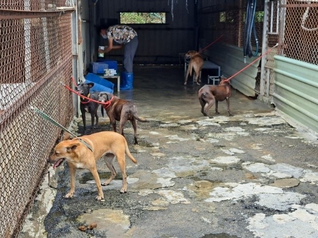中華民國保護動物協會為毛寶貝安置新家及進行驅蟲。  圖：新北市動保處提供