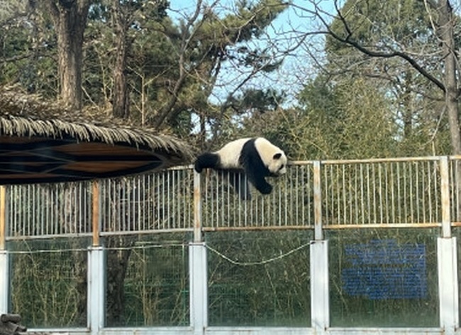北京動物園明星熊貓翻牆逃離。 圖：翻攝自微博