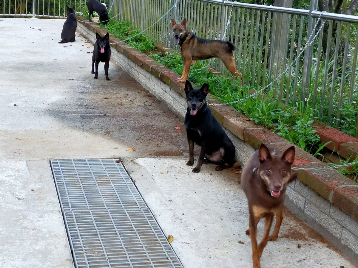 犬隻群體掛鉤訓練，有助犬隻穩定及社會化、領域性。 圖：新北市動保處提供 (資料照)