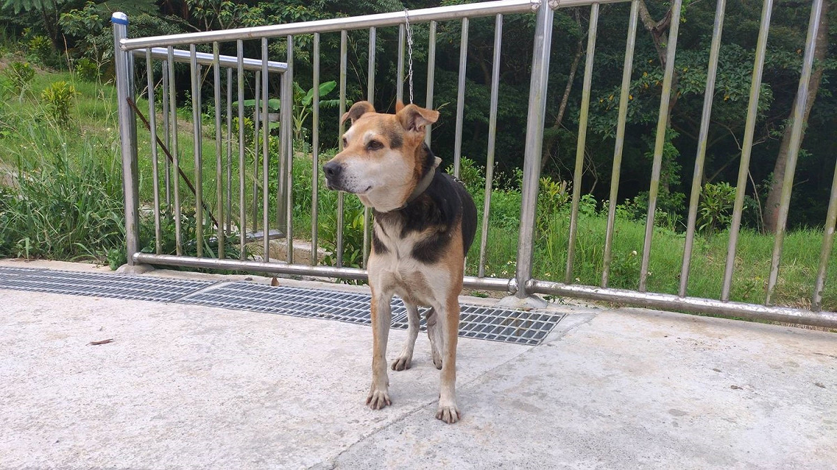 訓練期滿犬隻穩定有自信。 圖：新北市動保處提供