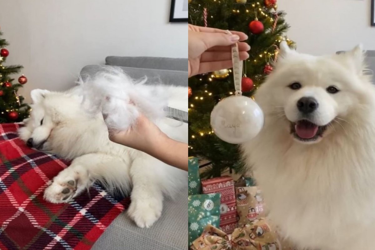 國外一名飼主將薩摩耶的廢毛變成聖誕樹上的裝飾雪球。 圖：翻攝自翻攝自IG帳號mayapolarbear