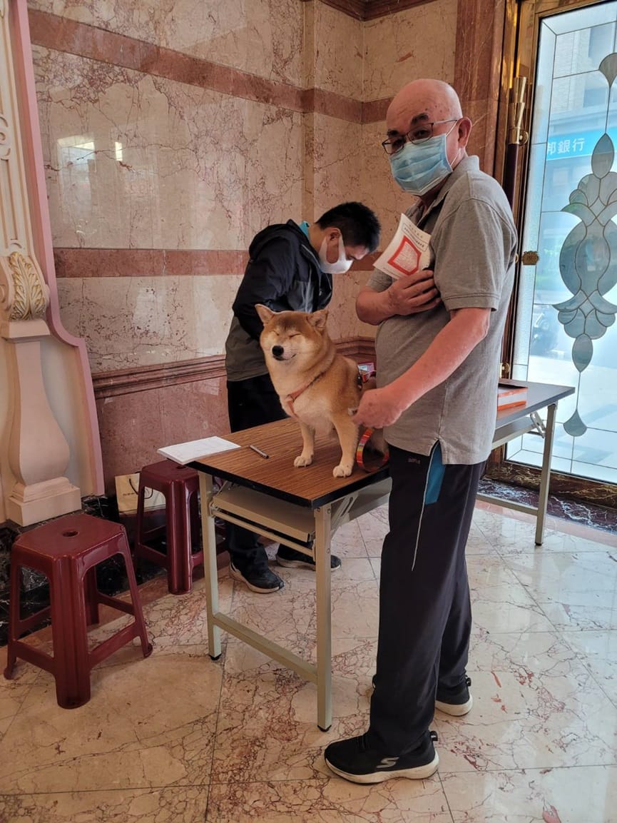 林口社區打狂犬病疫苗時，柴犬打疫苗緊張到瞇起眼睛模樣可愛。 圖：新北市動保處提供
