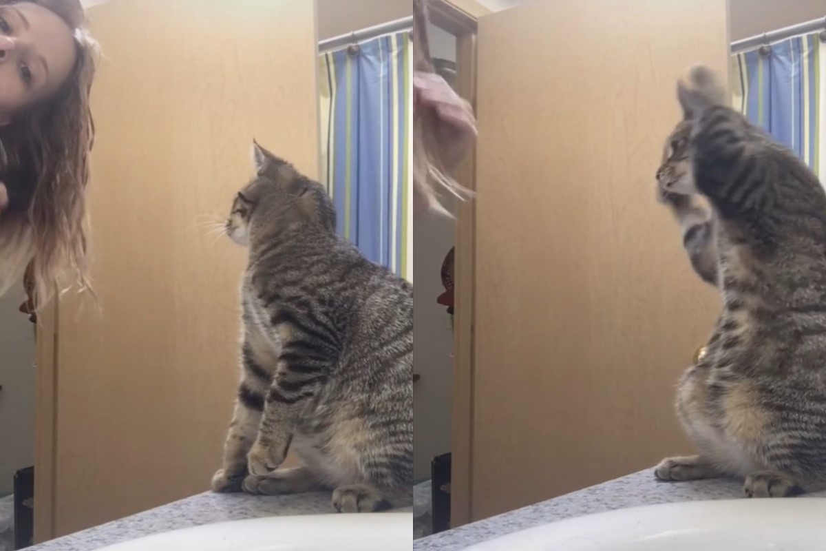 國外一隻虎斑貓模仿女飼主「梳頭髮」！ 圖：翻攝自TikTok帳號misshmhm