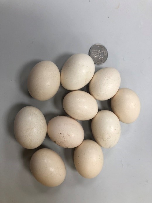 每月產下8-10顆雞蛋。 圖：新北市動保處提供