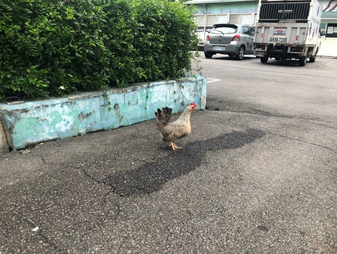 救援後安置在板橋動物之家的母雞。 圖：新北市動保處提供
