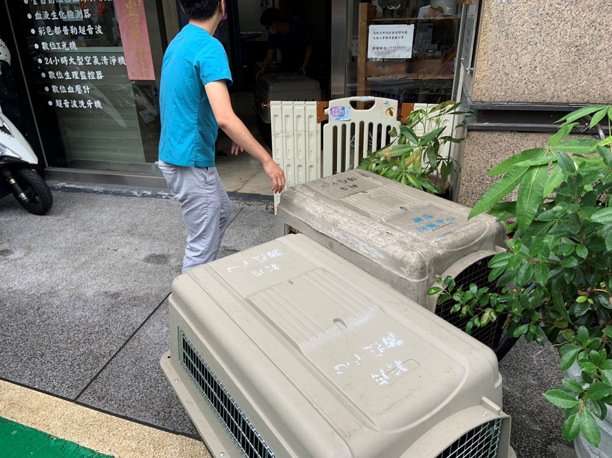 新北市動保處協助退場民間動物收容所內犬隻至動物醫院健康檢查。 圖：新北市動保處提供