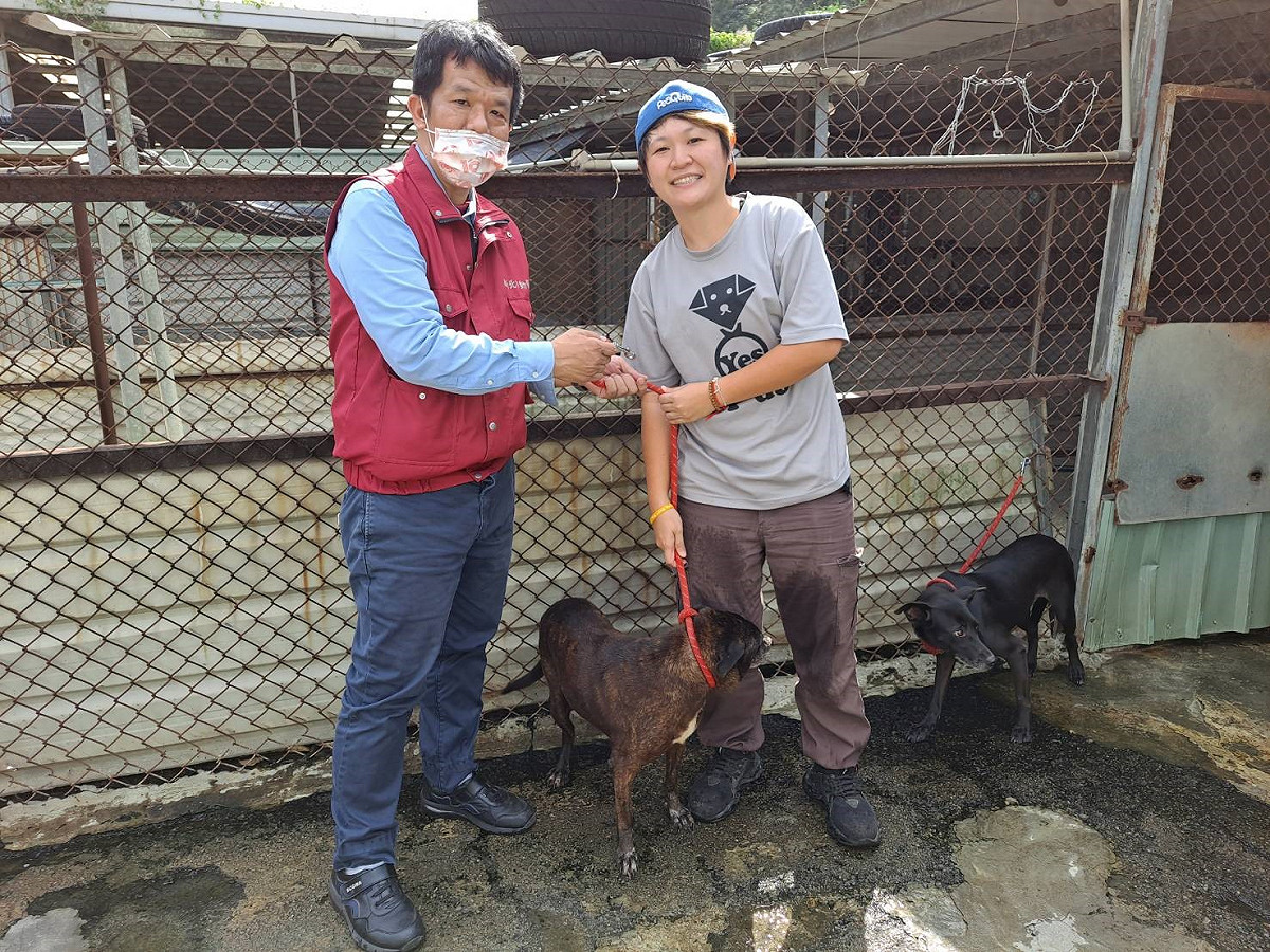 新北市動保處協助民間動物收容所退場犬隻遷移至新家。 圖：新北市動保處提供