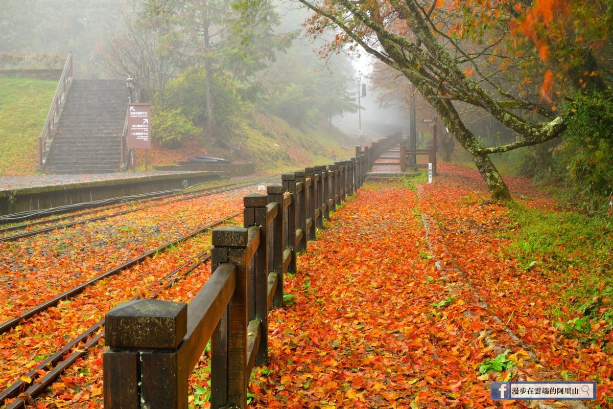 阿里山高岳車站的紅葉地毯。 圖：漫步在雲端的阿里山／提供