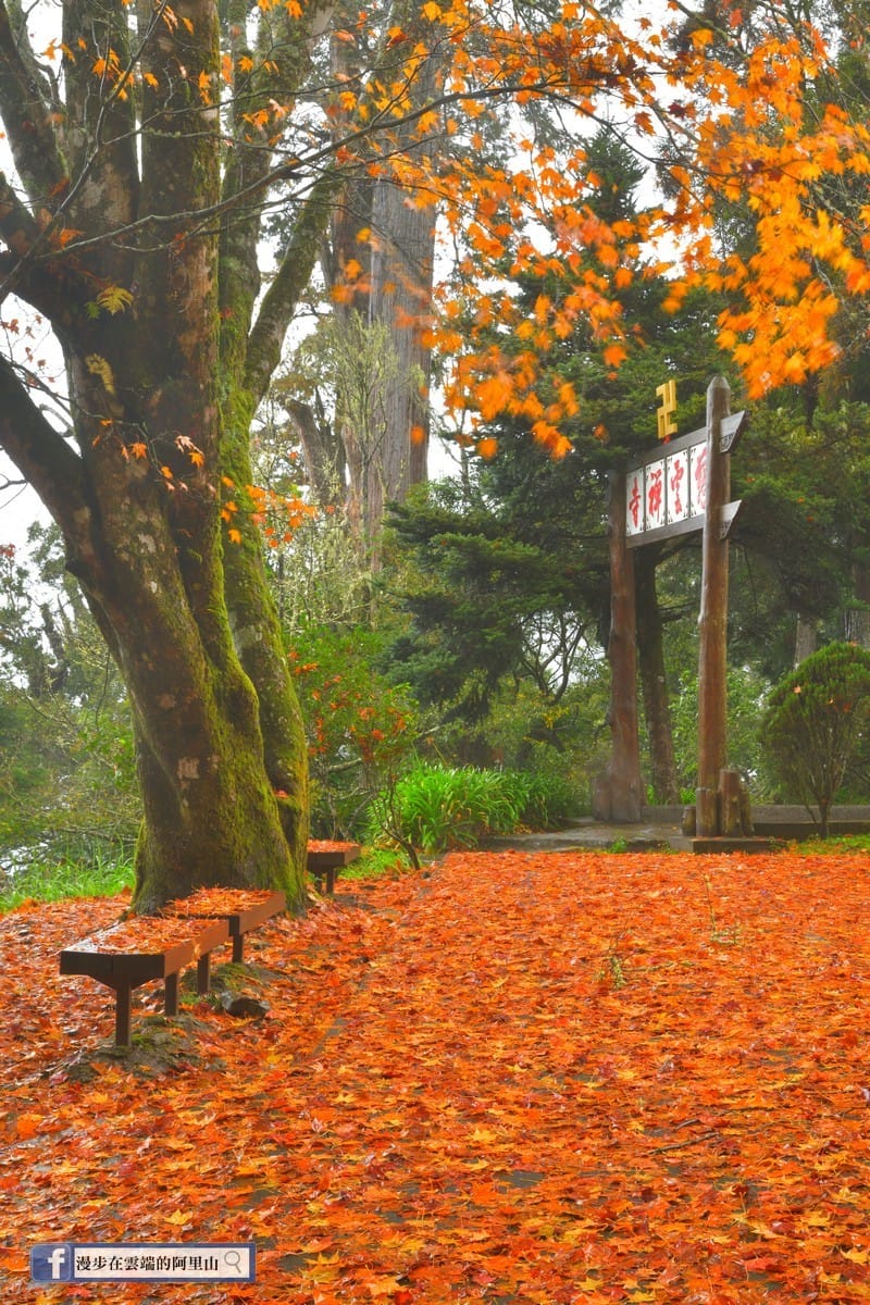 楓葉飄落在地成橘紅色地毯。 圖：漫步在雲端的阿里山／提供