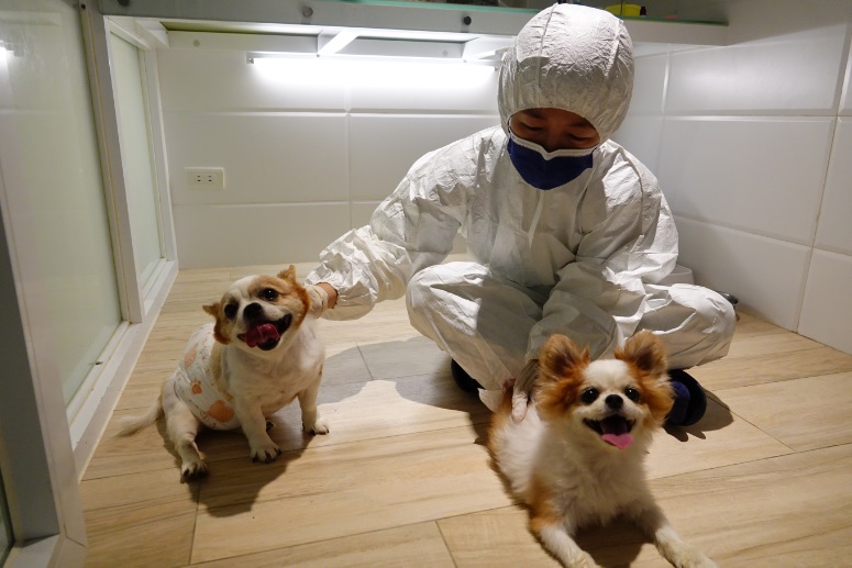 新北市動保處獸醫至寵物安置旅館查看犬隻健康狀況。 圖：新北市動保處提供