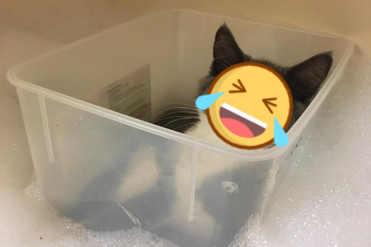 國外一隻貓咪堅持進浴室陪飼主「泡澡」，但方式相當特別。 圖／Reddit帳號aquickcupofcoffee