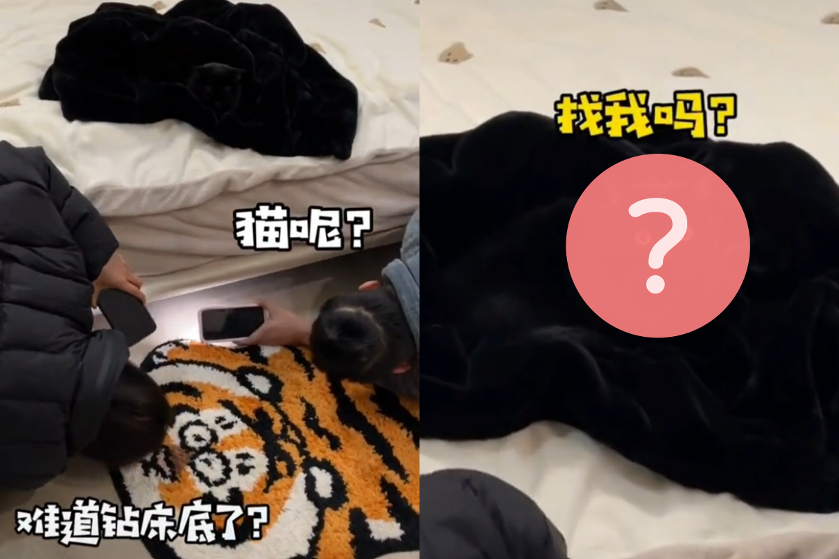 愛貓不見了，奴才舉著手電筒在床底下瘋狂尋找，黑貓坐在床上超無奈：「你們瞎嗎？」 圖／TiKTok：arrisa595